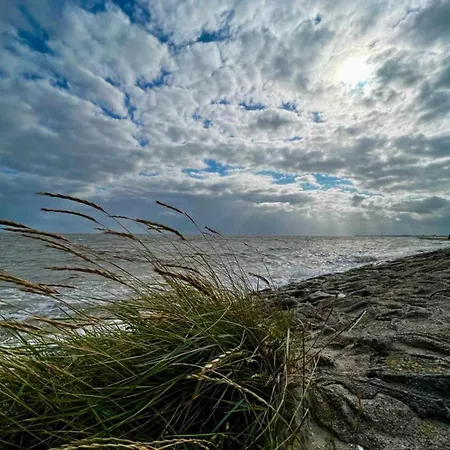 Briesenick-radde Strandmuschel *