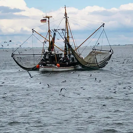Briesenick-radde Strandmuschel Tossens